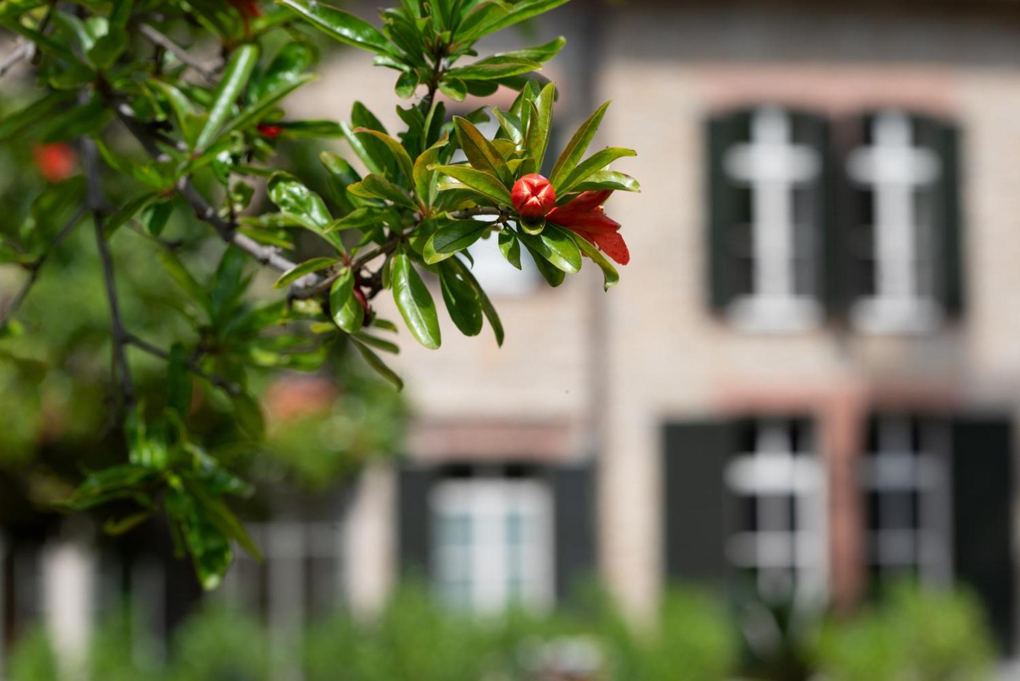 Villa Rappis Imperia Exterior photo